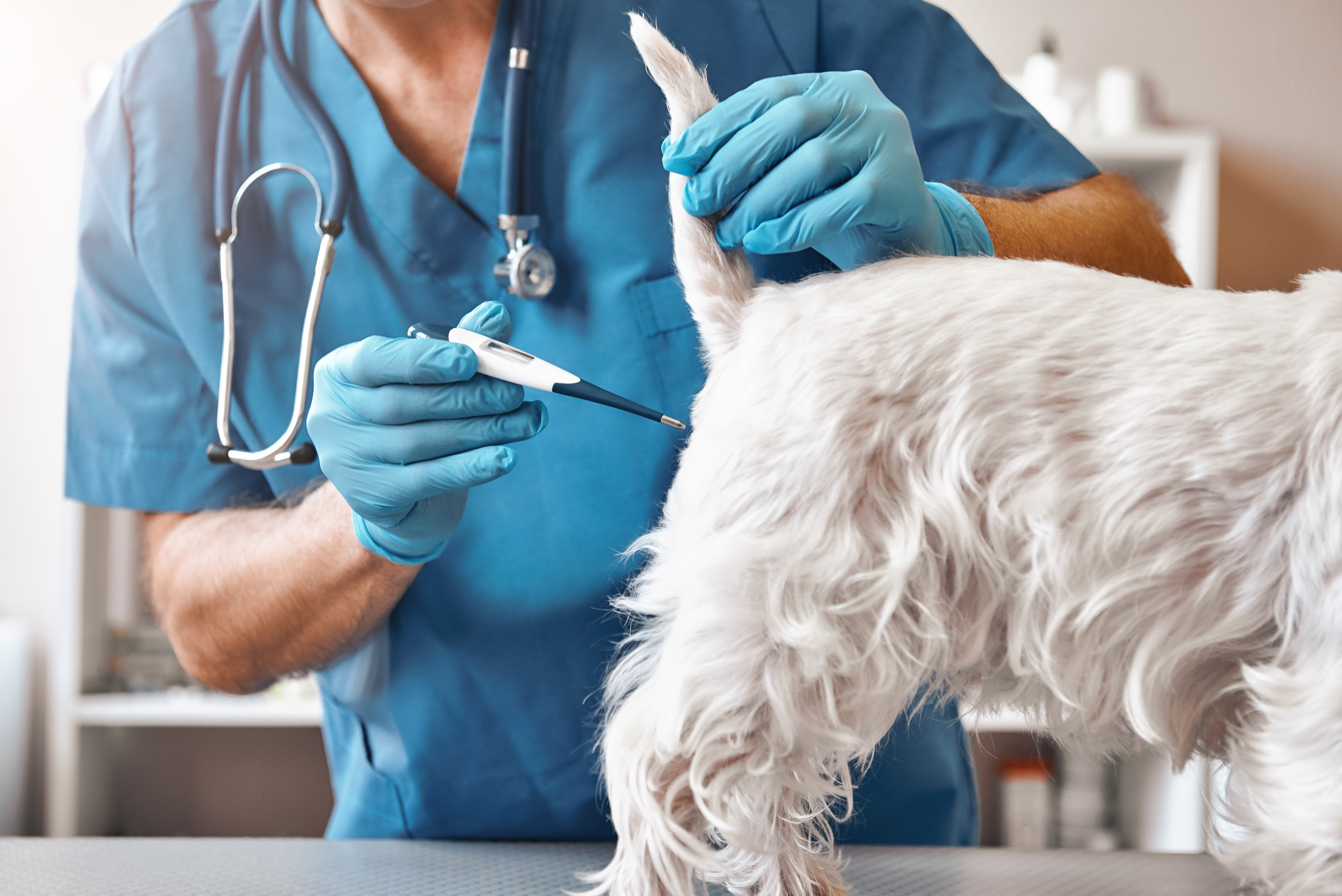 Körpertemperatur Hund: So messen und richtig reagieren bei Fieber