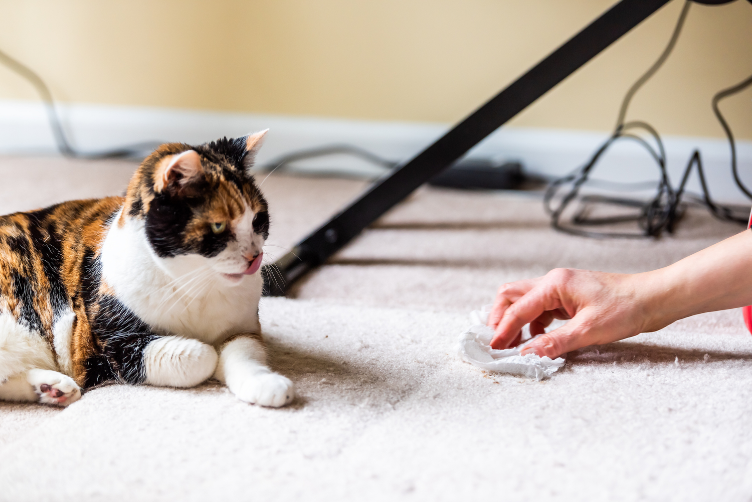 Katzen erbrechen gelb