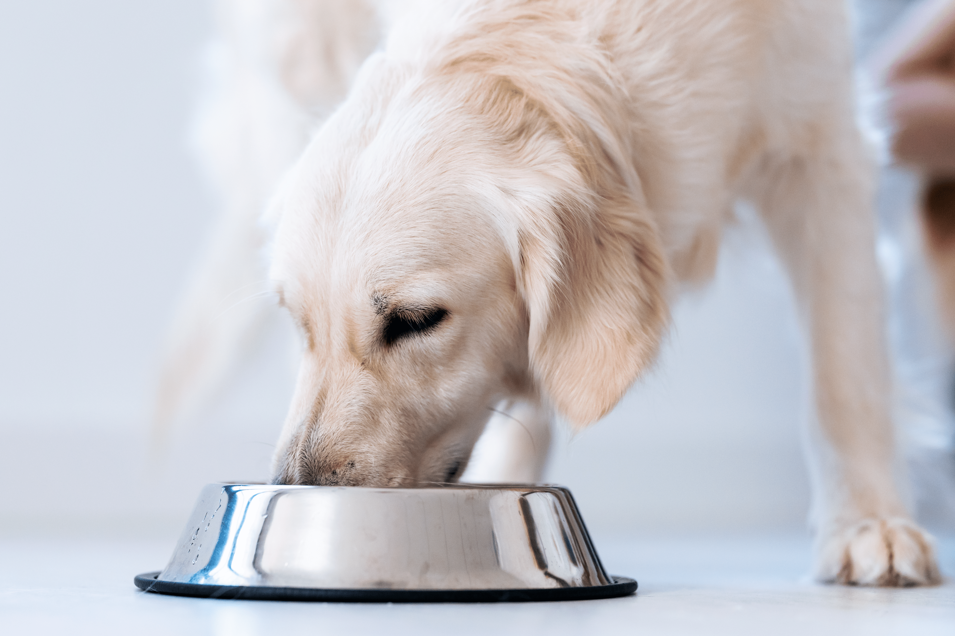 Nahrungsergänzungsmittel Hunde – für ein gesundes Leben - RECOACTIV DE