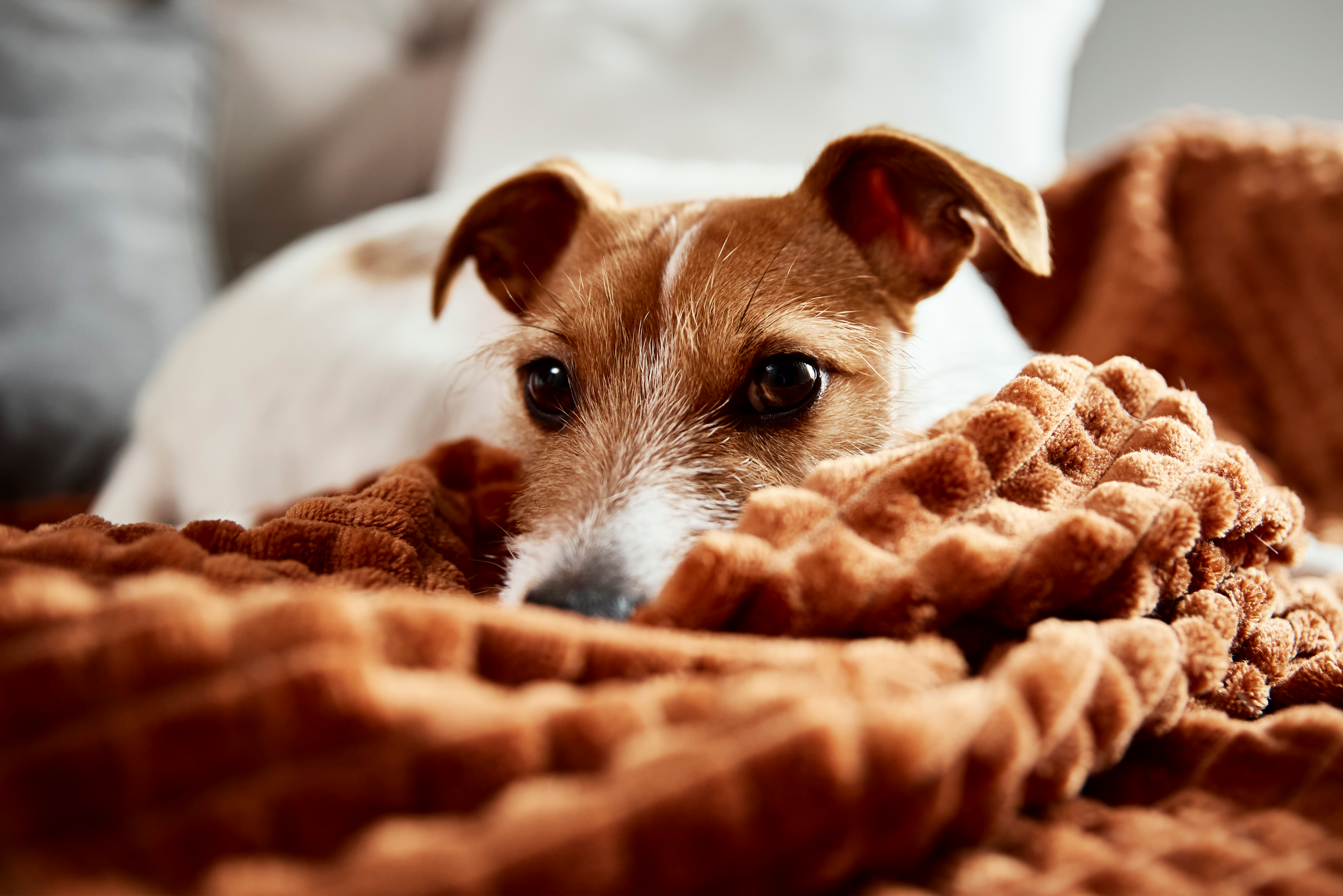 Hund frisst nicht? Die besten Tipps zur Ursachenfindung und Lösung