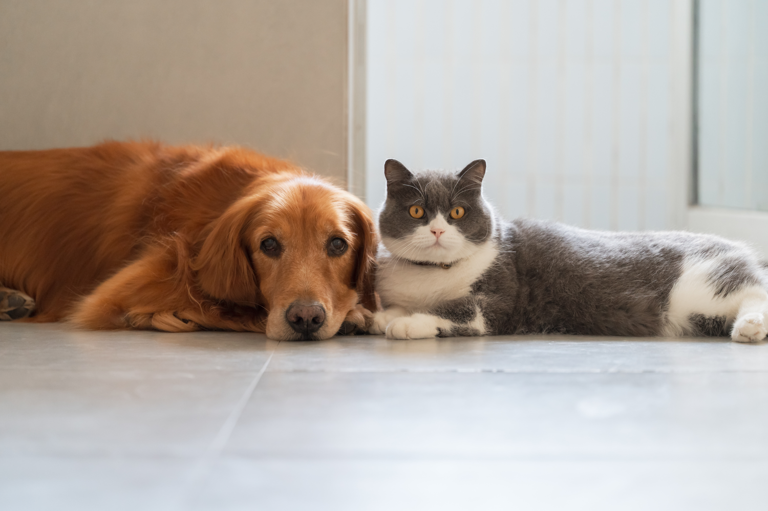 Herzinsuffizienz bei Katzen und Hunden: Symptome und Behandlung