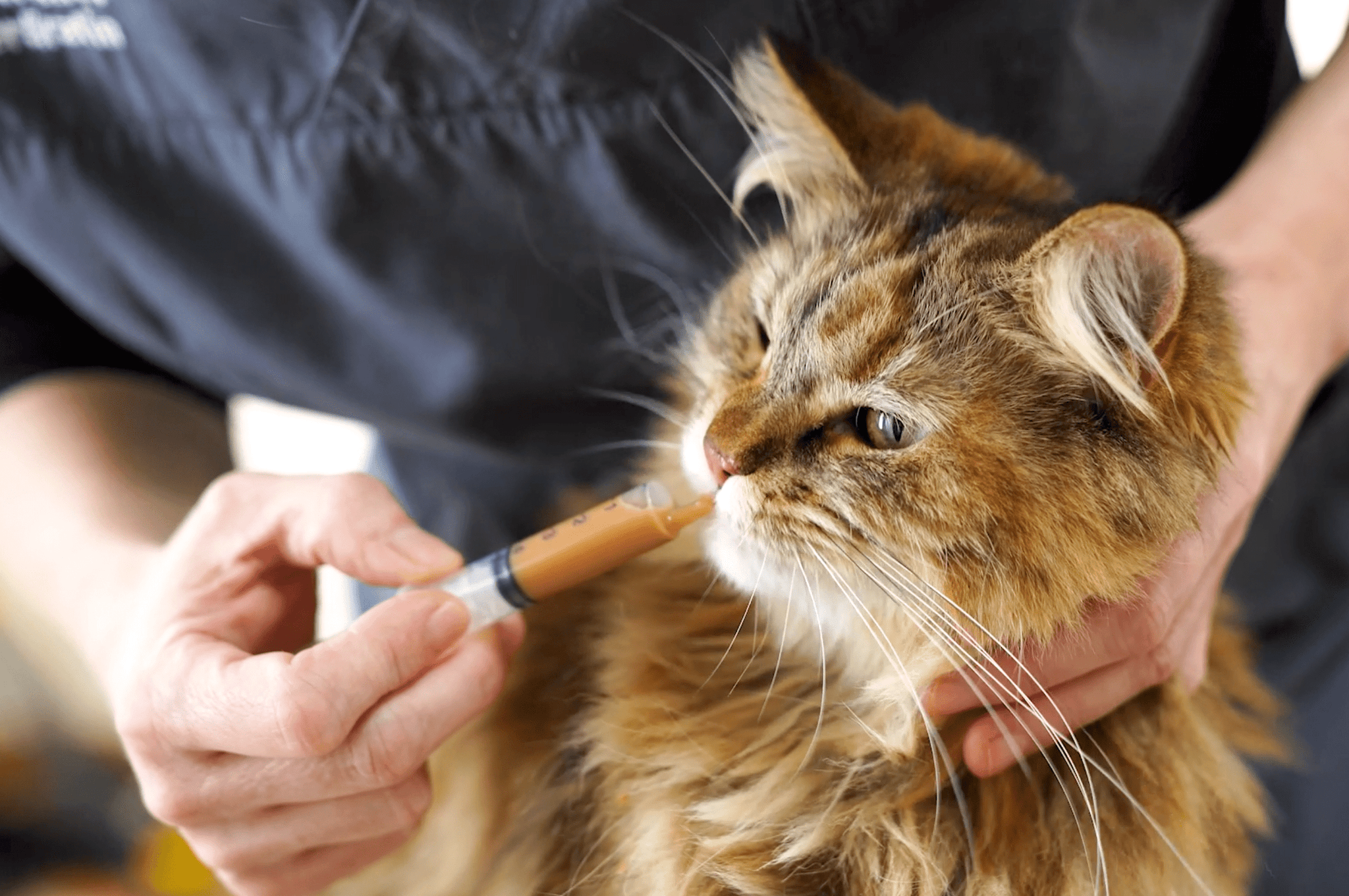 tobacco for worms in cats Refusal to eat in cats – that's why
