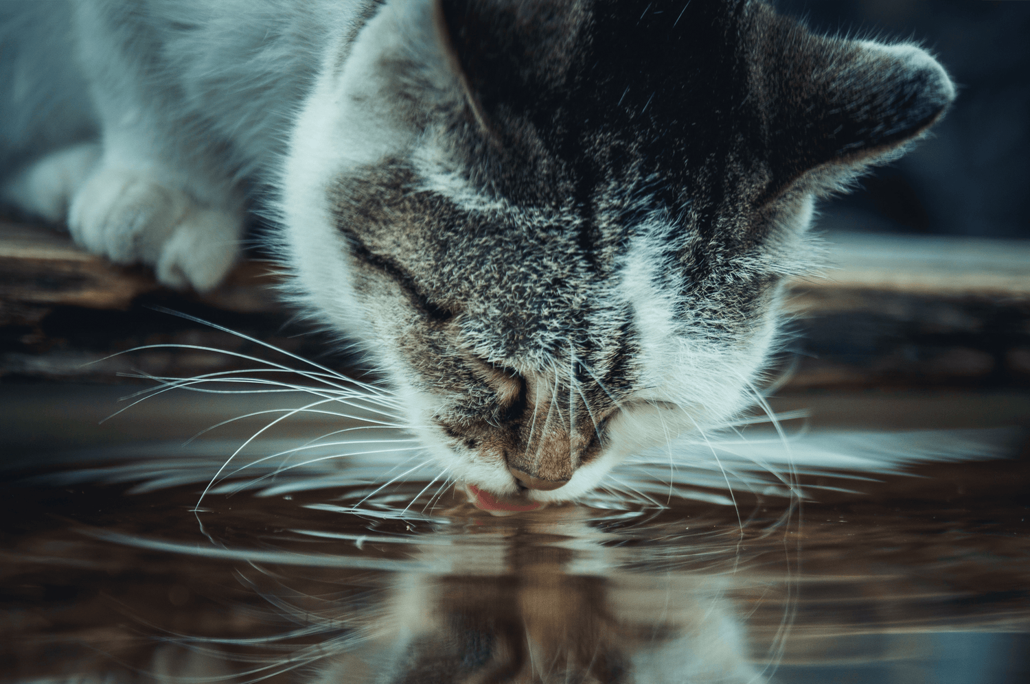 Nierenfunktionsstörung bei Katzen: Symptome erkennen und behandeln - RECOACTIV DE