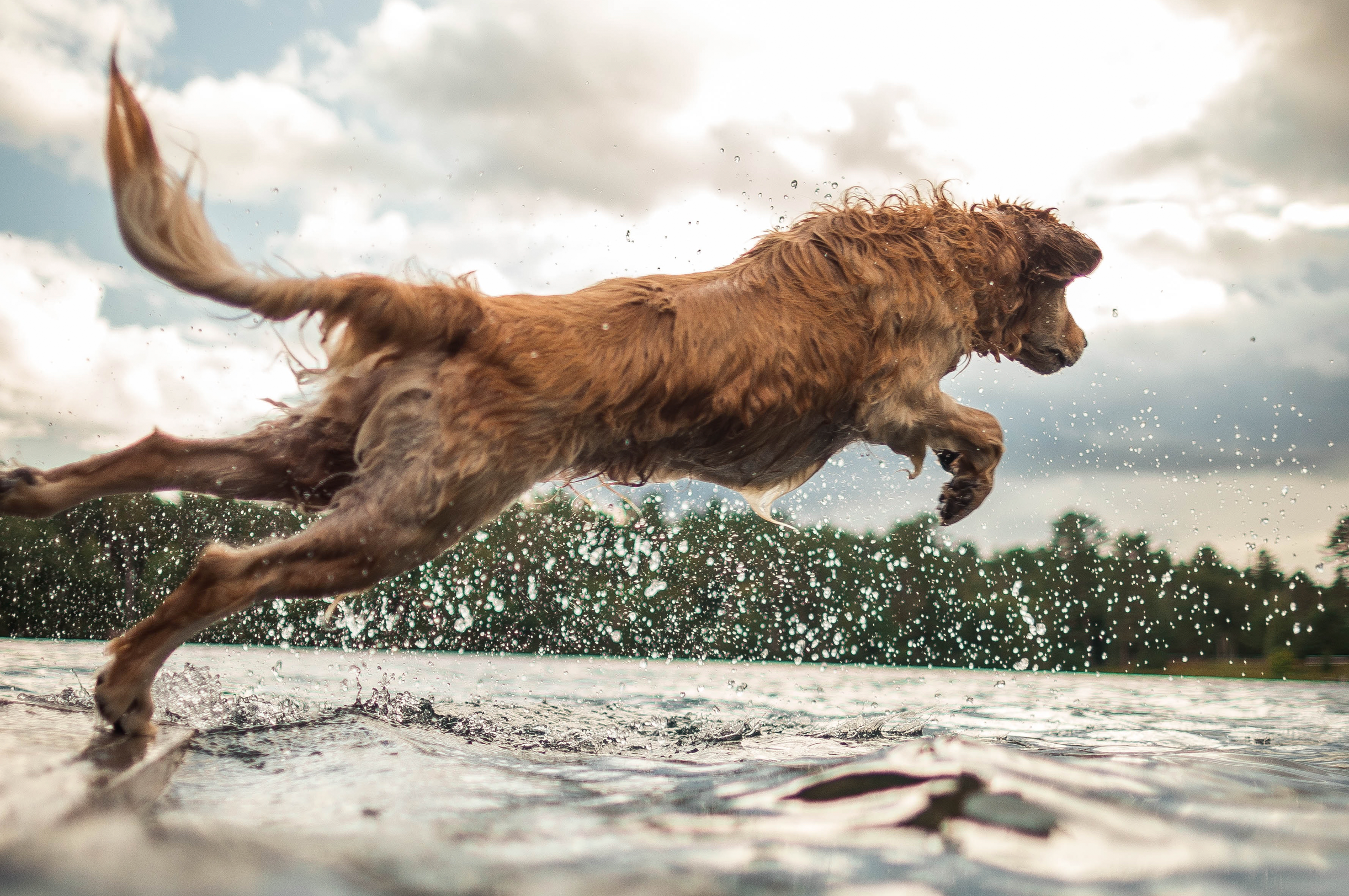 Gelenkerkrankungen bei Hunden