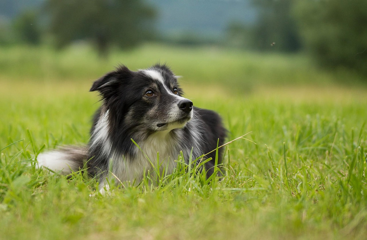 Warum fressen Hunde Gras? 7 wichtige Gründe und was du wissen solltest