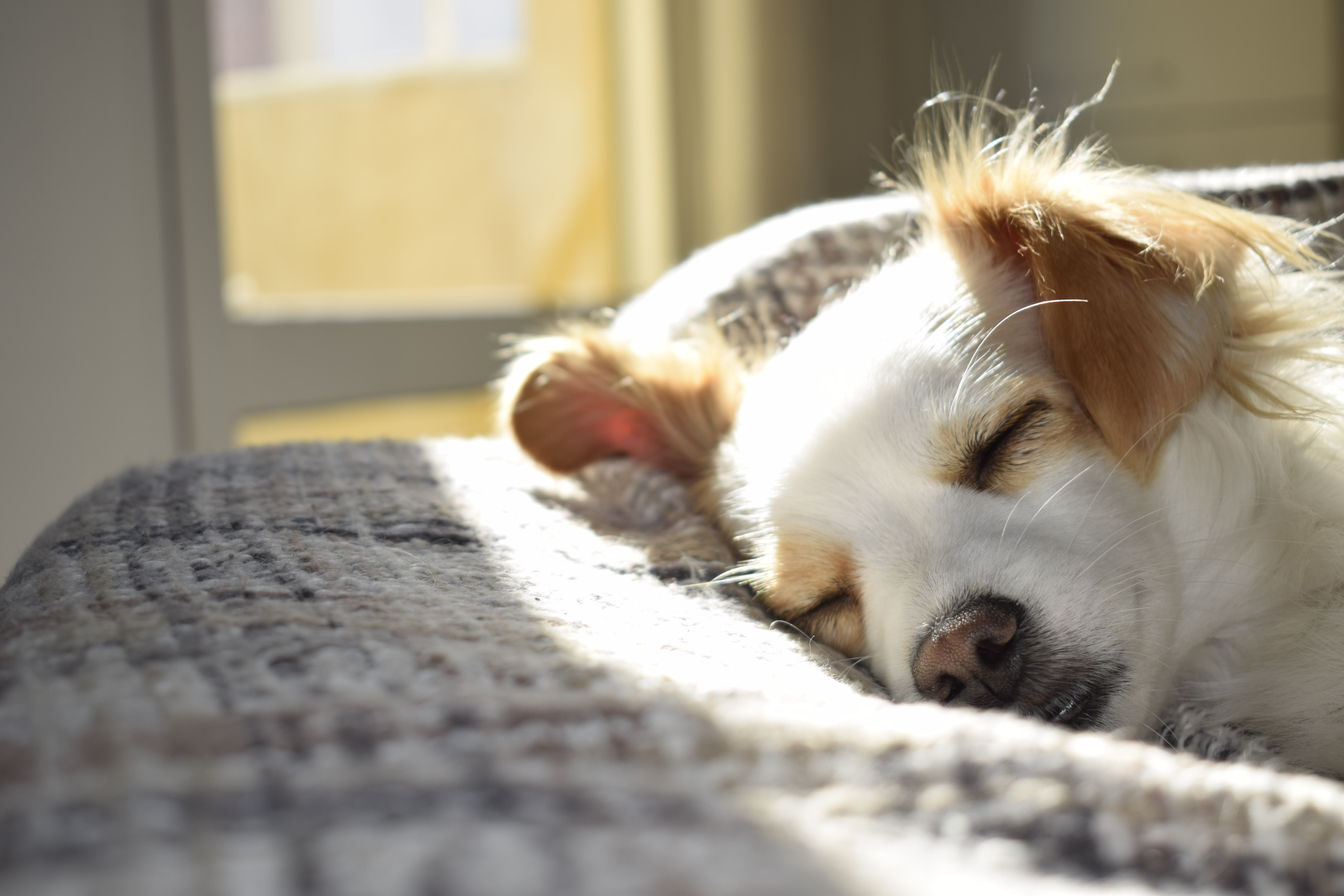 Hunde-Erkältung: Hausmittel gegen Husten, Schnupfen und Heiserkeit