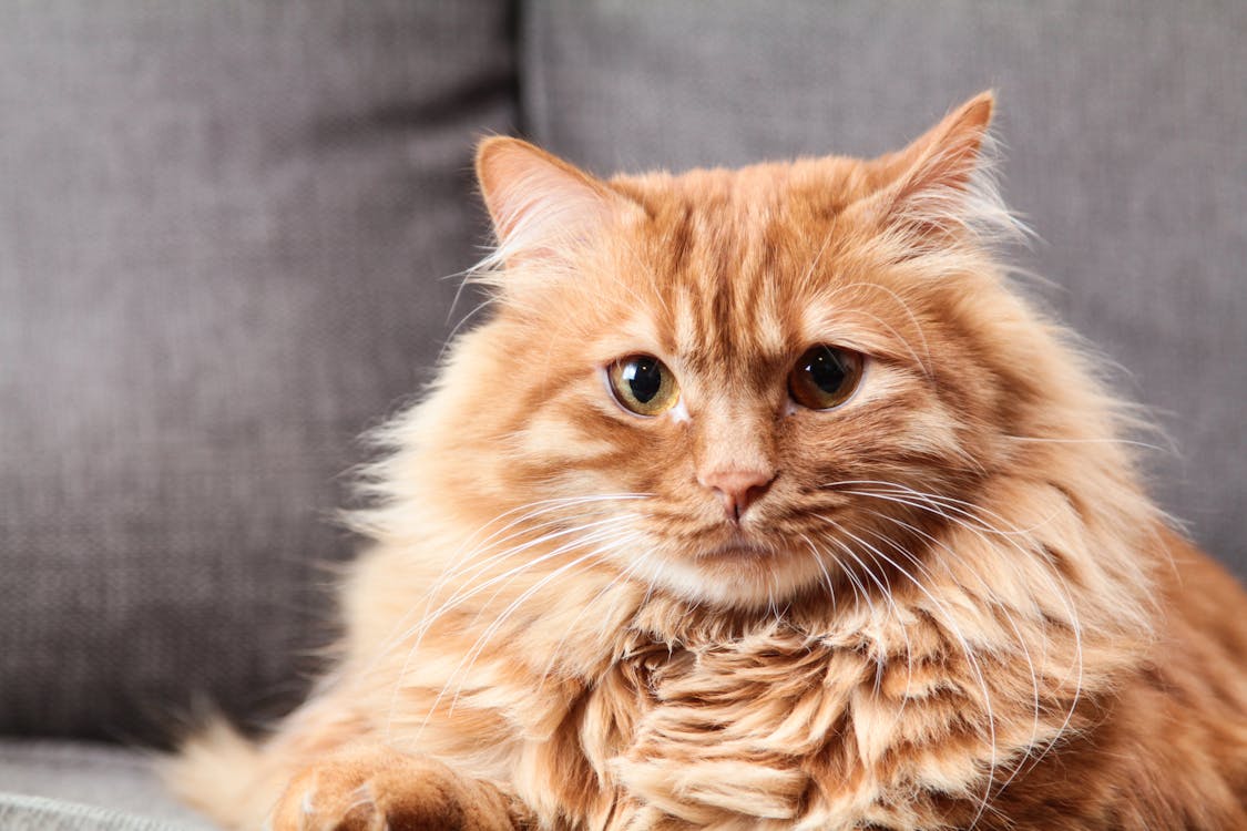 Katze humpelt – wie lange dauert eine Verstauchung?