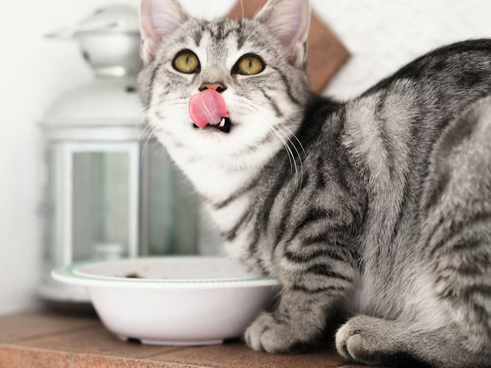 Was dürfen Katzen essen? – Giftige Lebensmittel