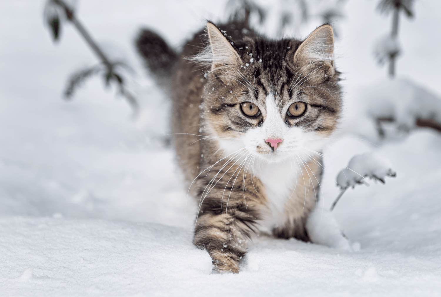 Katze – Immunsystem stärken - RECOACTIV DE