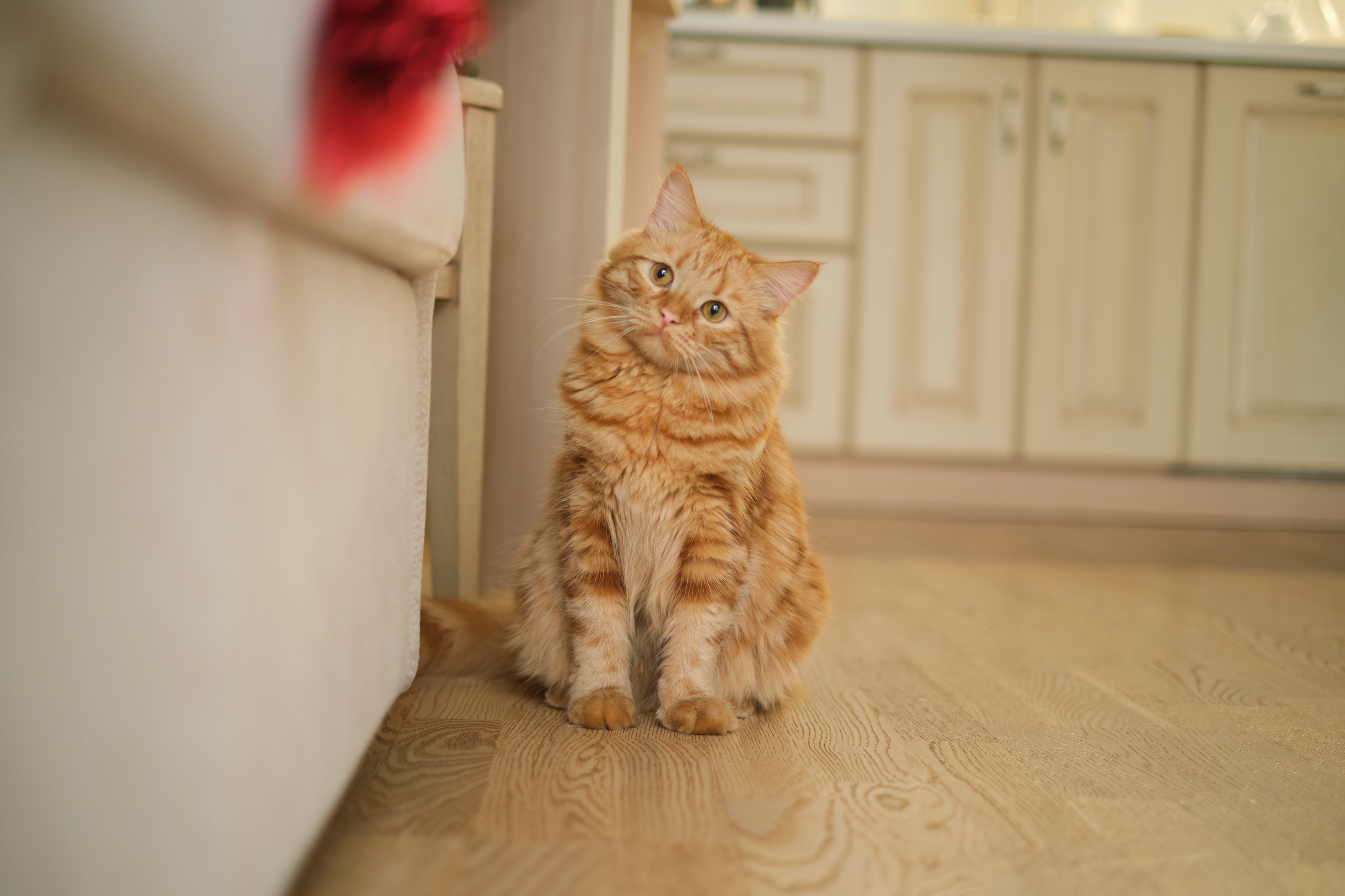 Katzen mit Demenz – sinnvolle Nahrungsergänzungsmittel