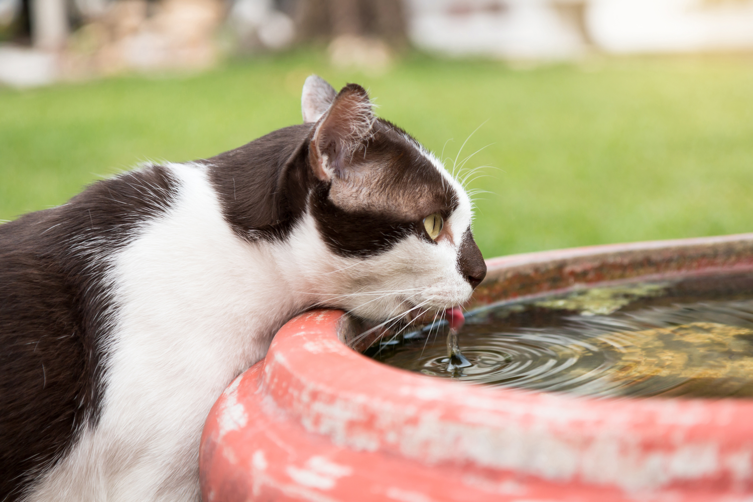 Katze trinkt viel: Wann ist es problematisch?