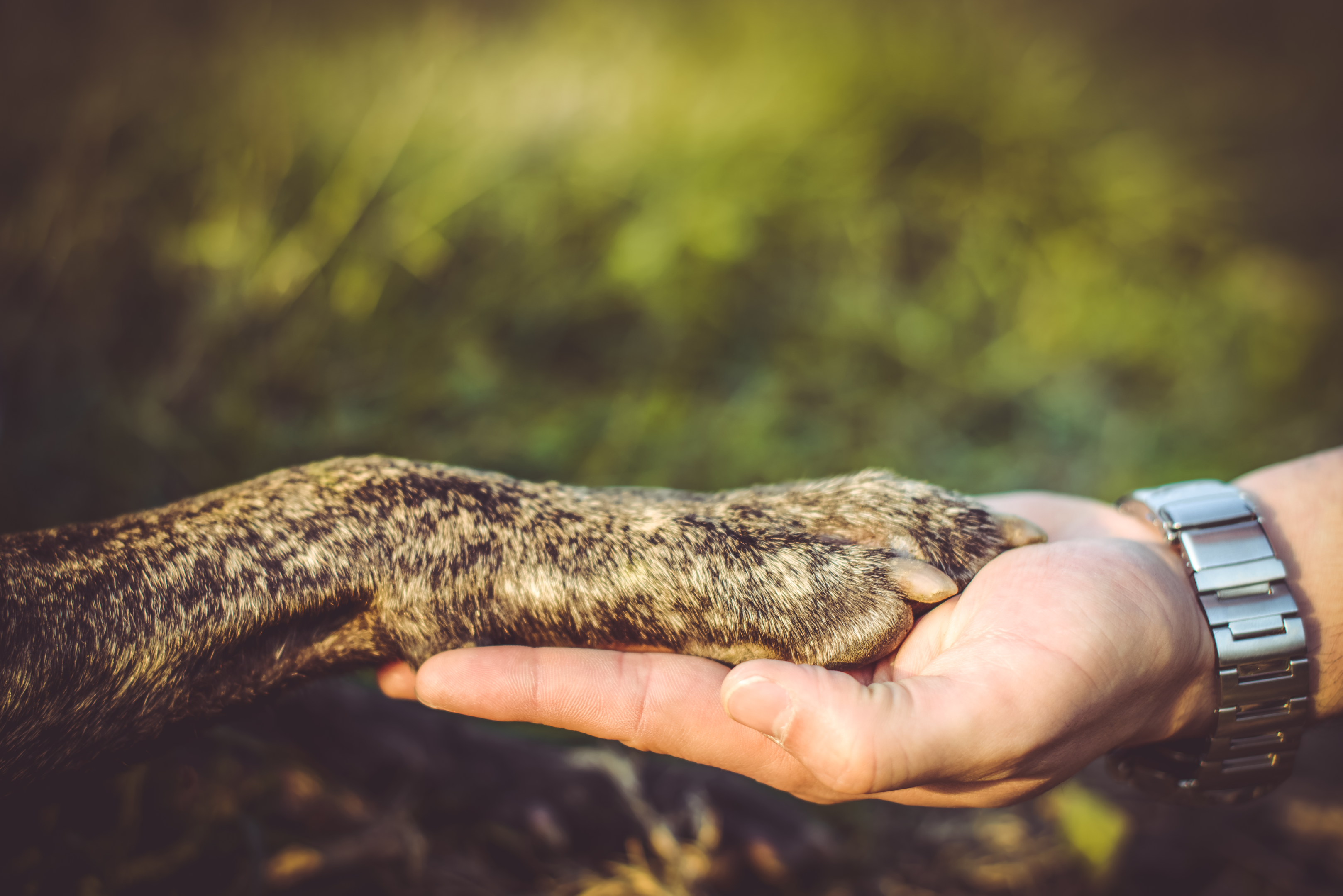 Gelenkerkrankungen bei Hunden erkennen und lindern