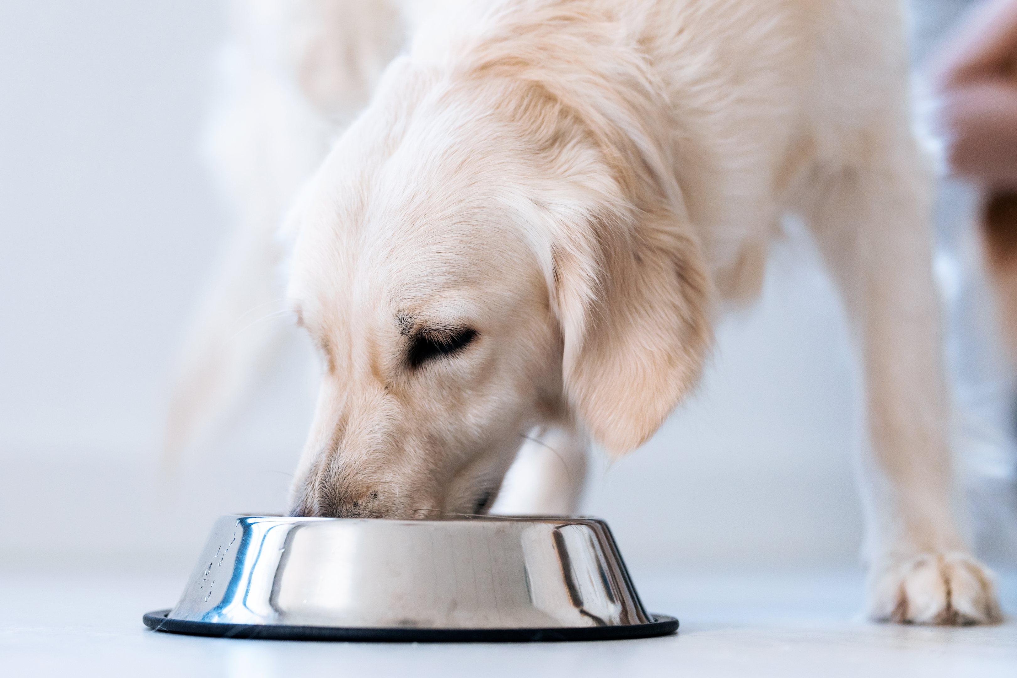 Nahrungsergänzungsmittel Hunde – für ein gesundes Leben