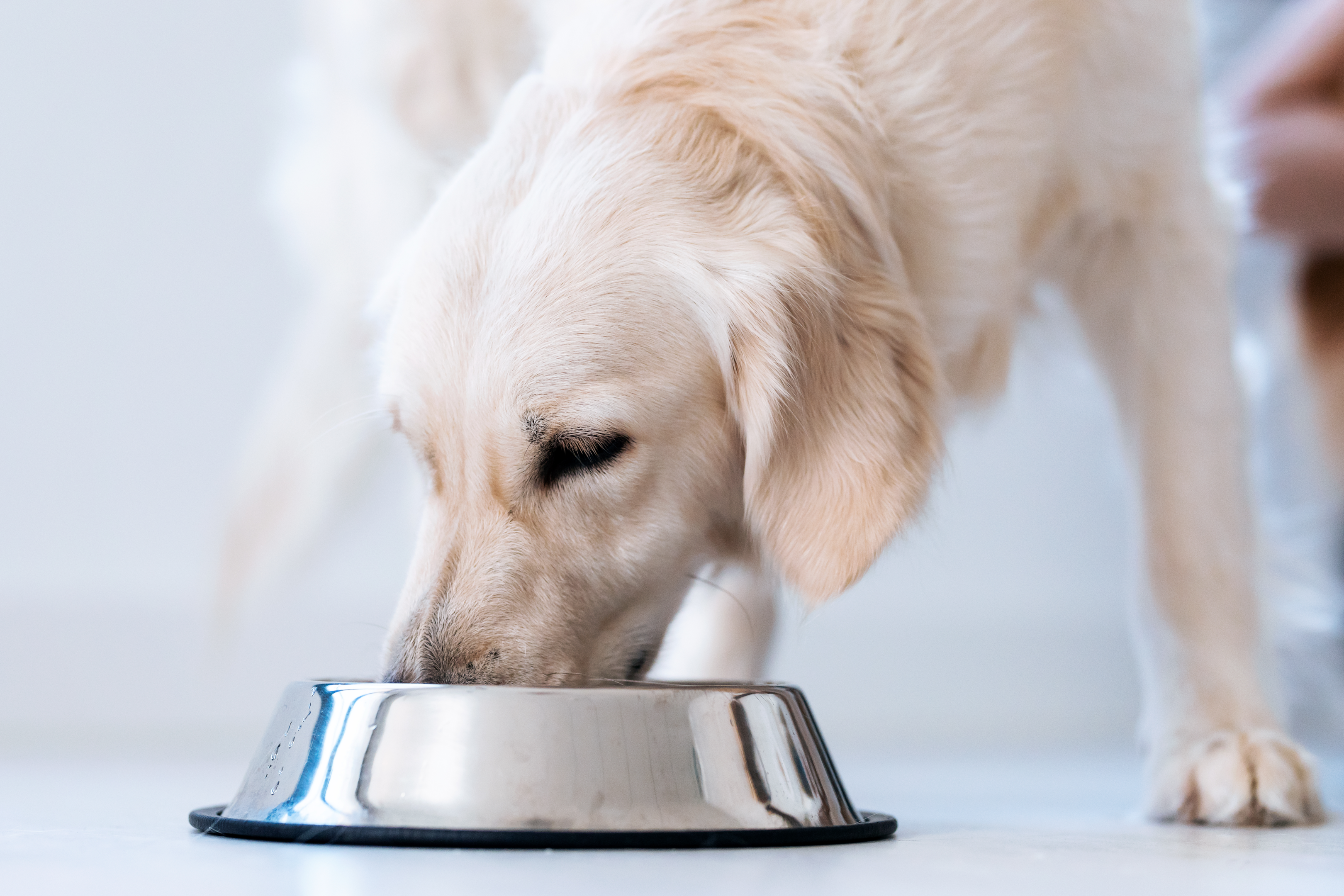 Was dürfen Hunde nicht essen?