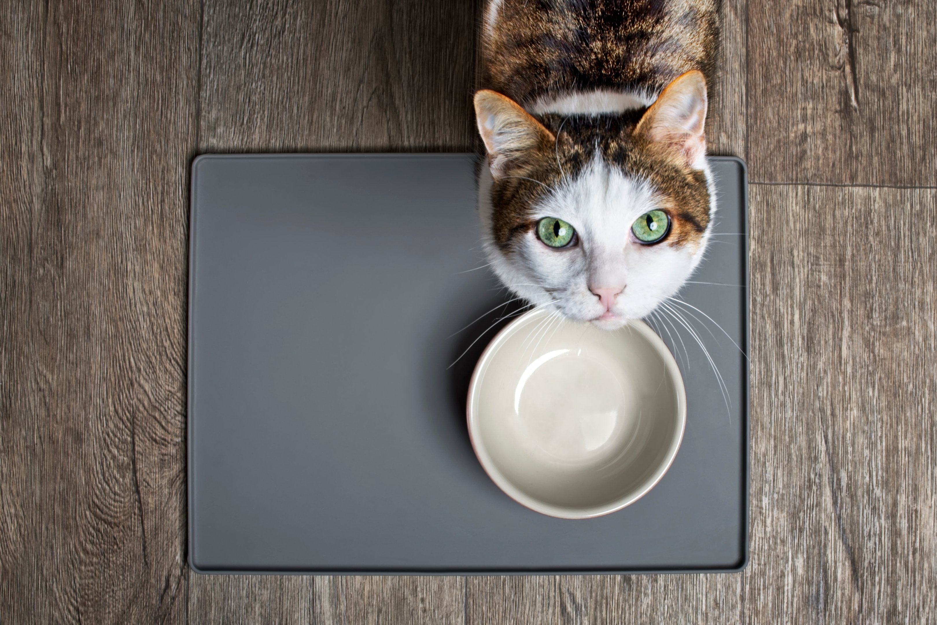 Nahrungsergänzungsmittel Katzen – das ist wichtig