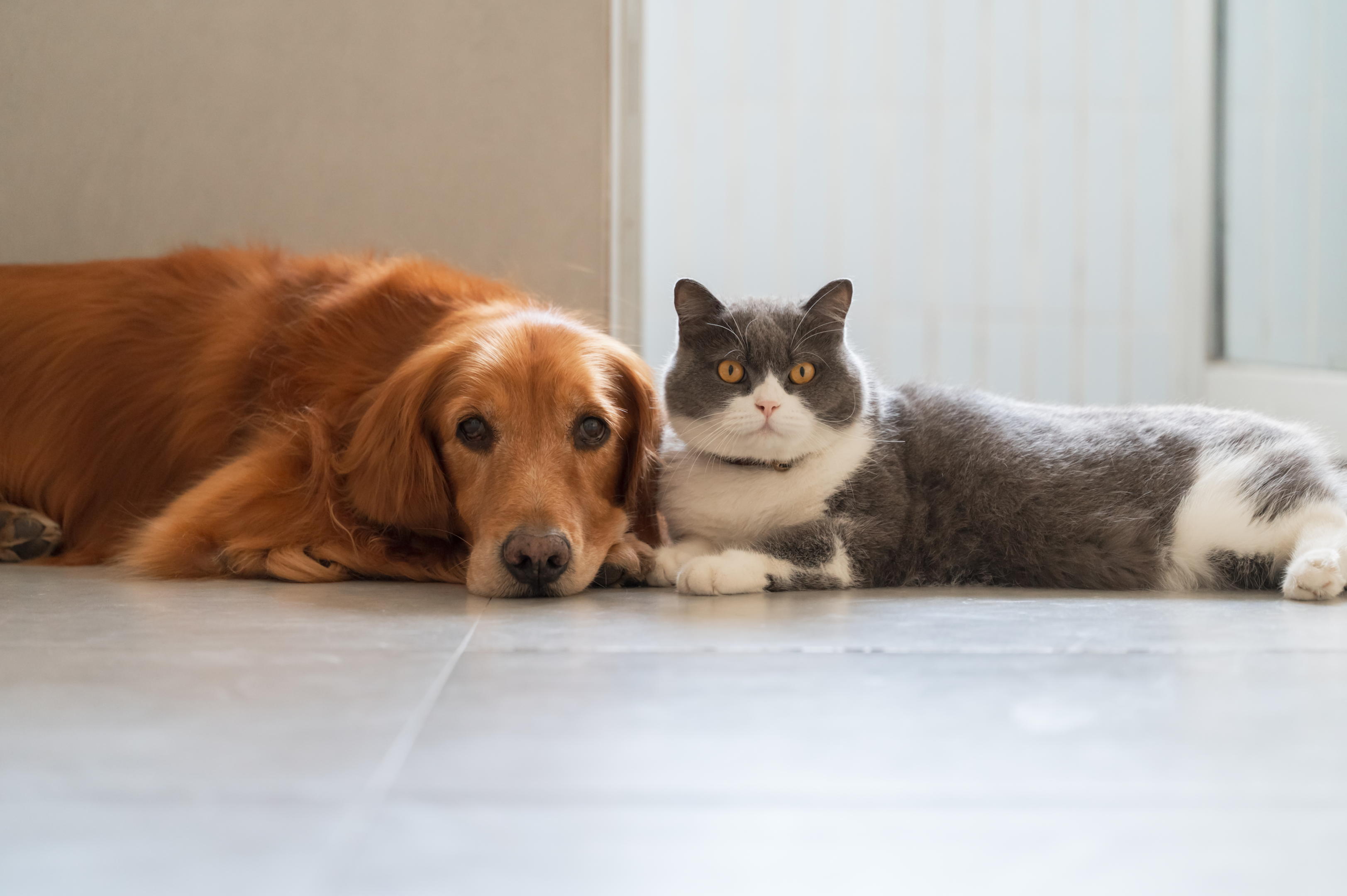 Herzinsuffizienz bei Katzen und Hunden: Symptome und Behandlung