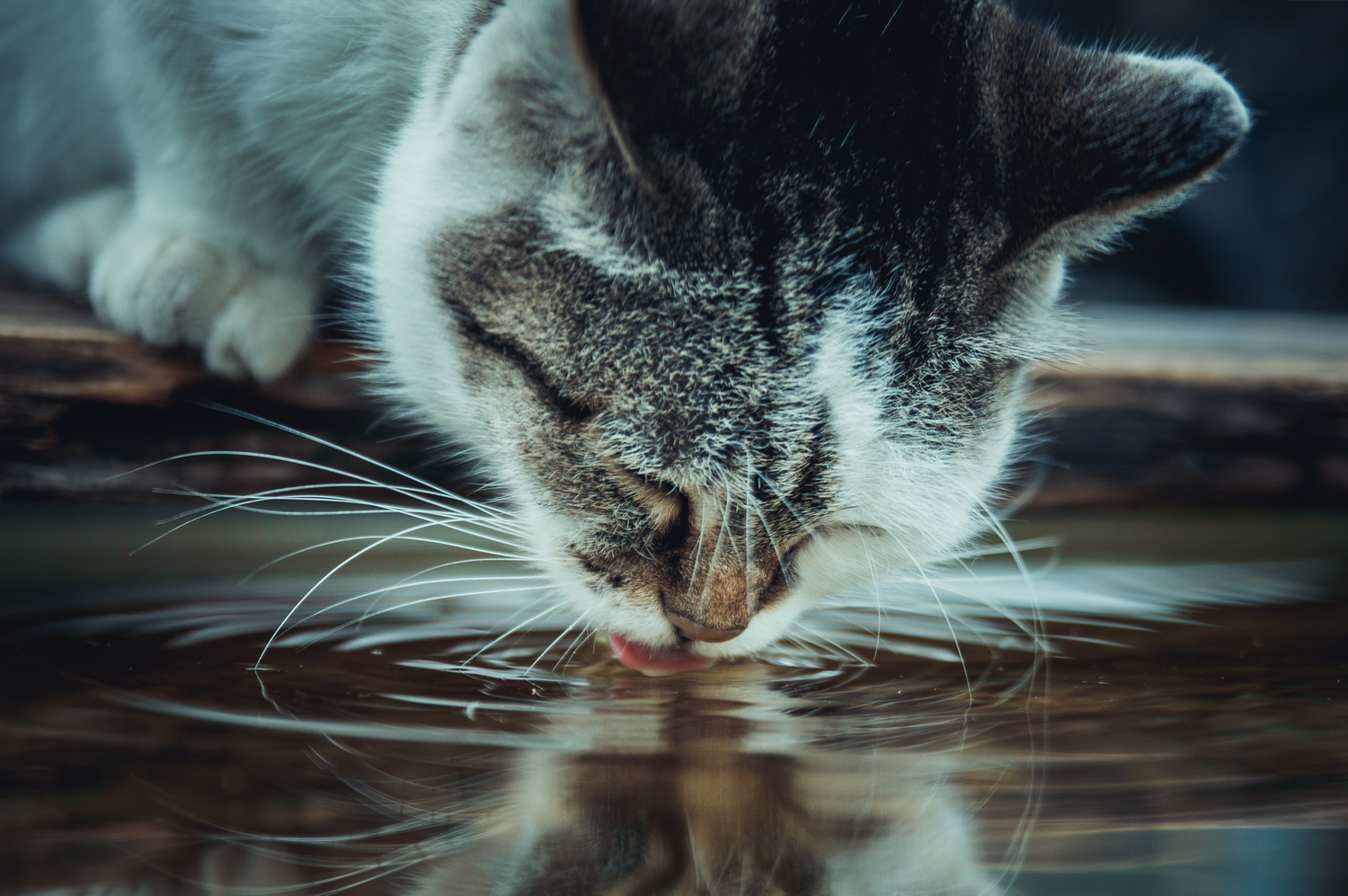 Nierenfunktionsstörung bei Katzen: Symptome, Behandlung, Möglichkeiten