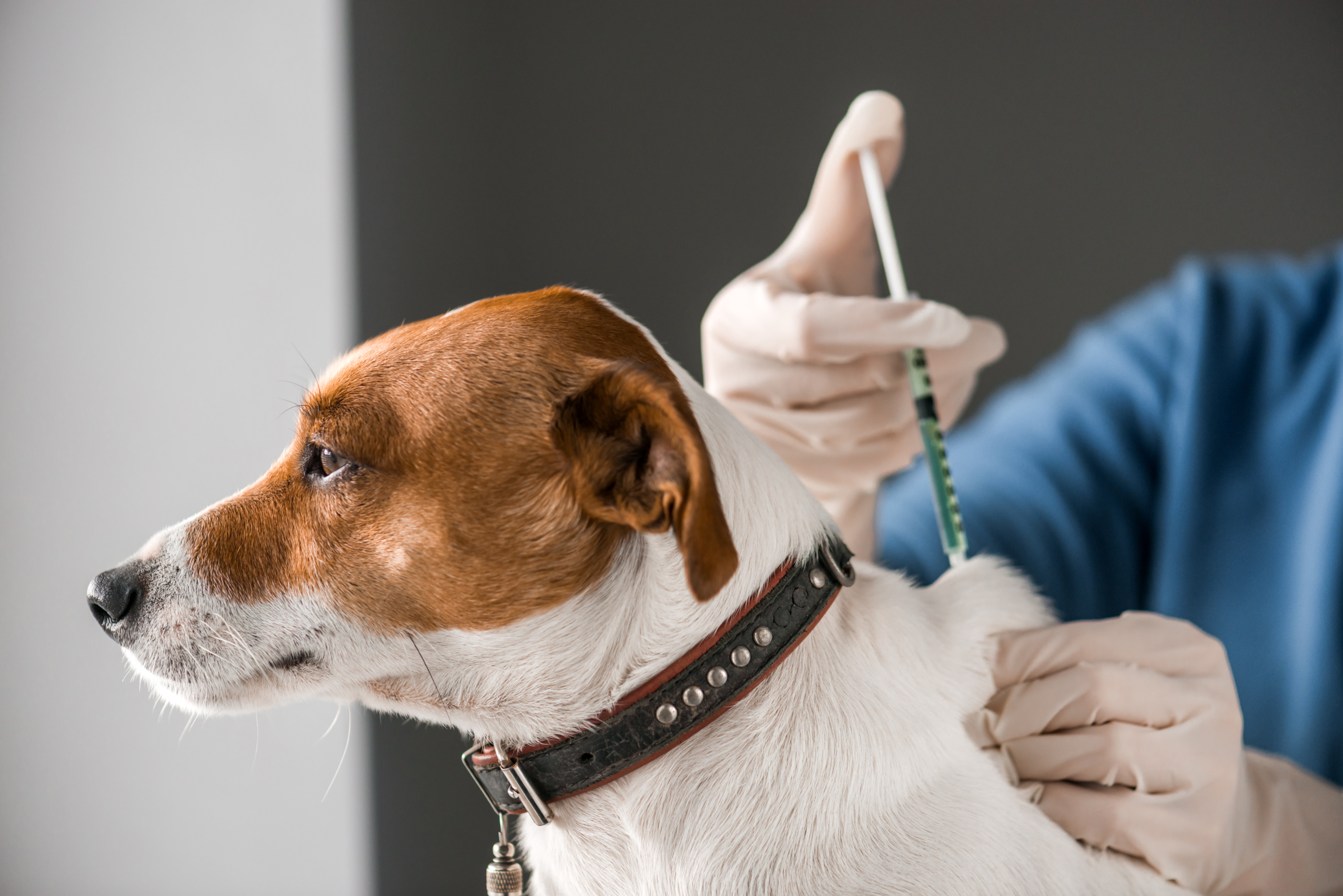 Impfung Hund: Arten und zeitliche Abstände