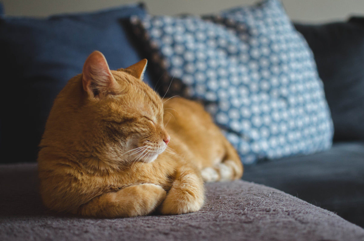 Katzen-Erkältung – so wird dem Vierbeiner geholfen