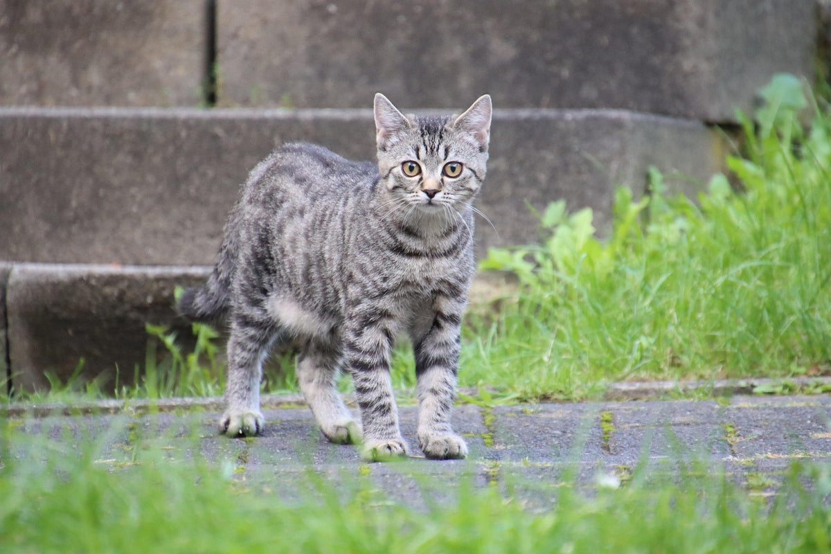 Warum fressen Katzen Gras?