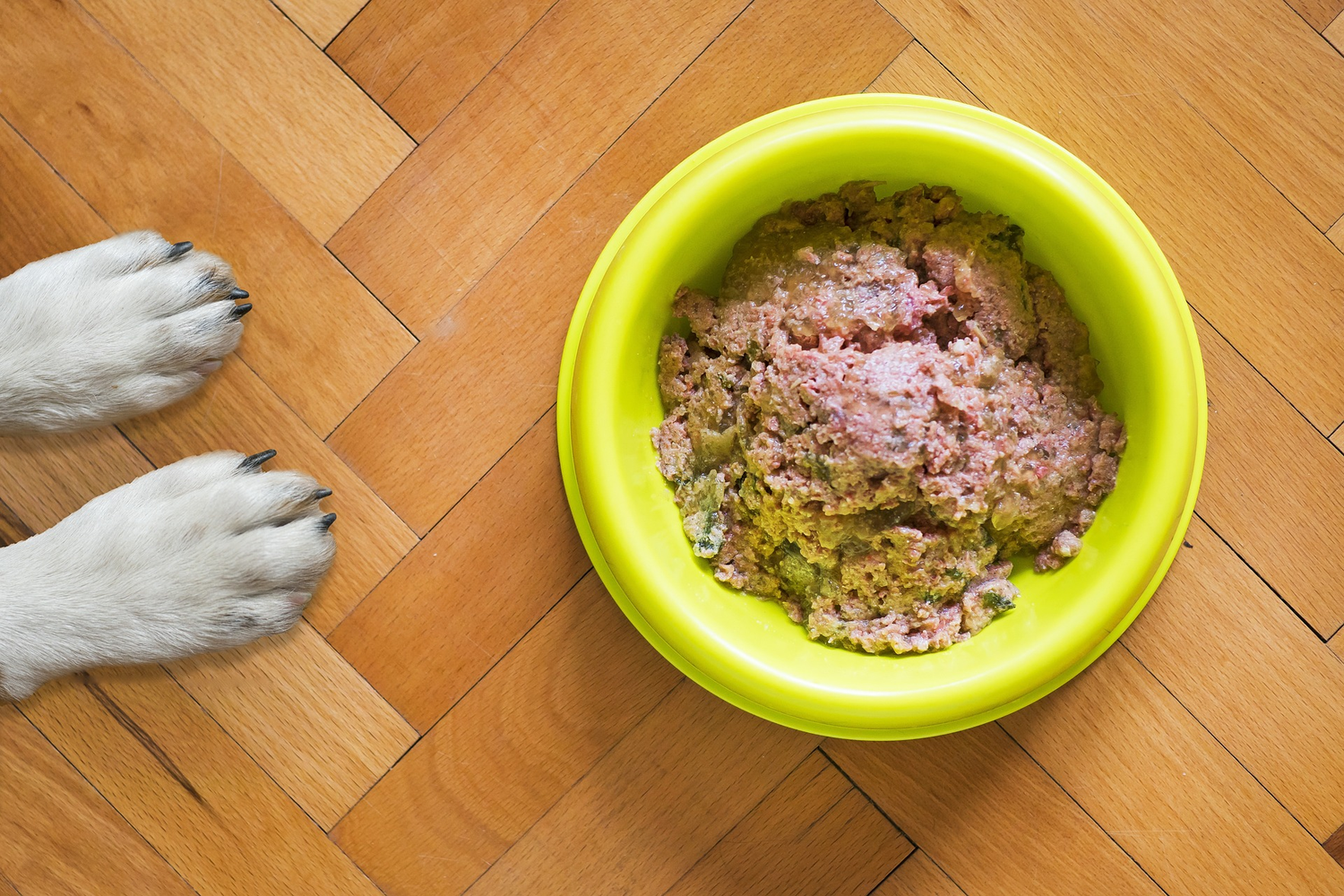 Schonkost für Hunde