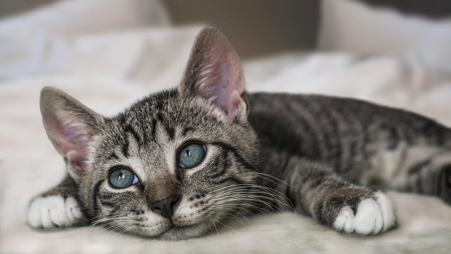 Taurin für die Katze – Warum ist es so wichtig?