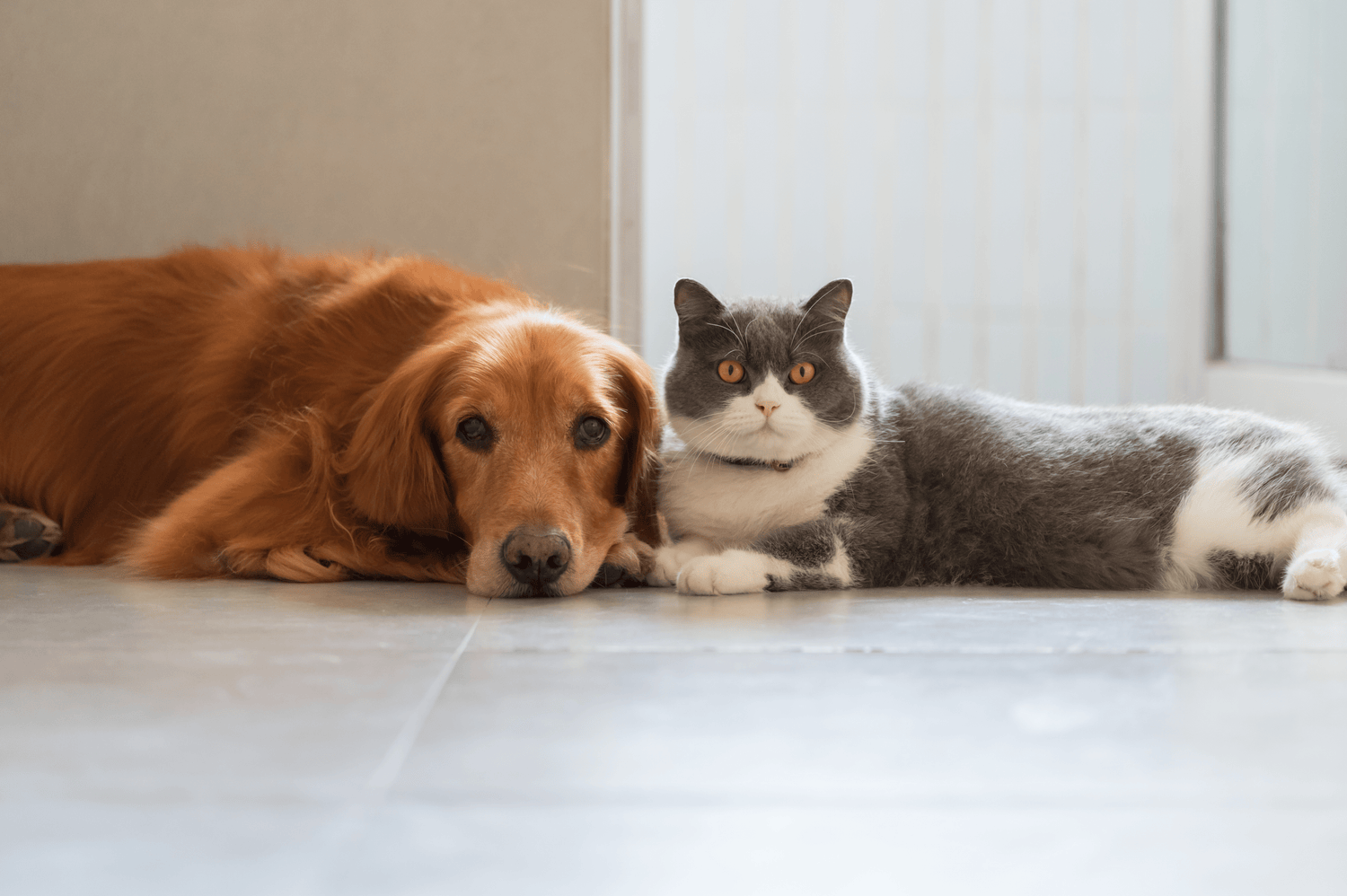 Herzinsuffizienz bei Katzen und Hunden: Symptome und Behandlung - RECOACTIV DE
