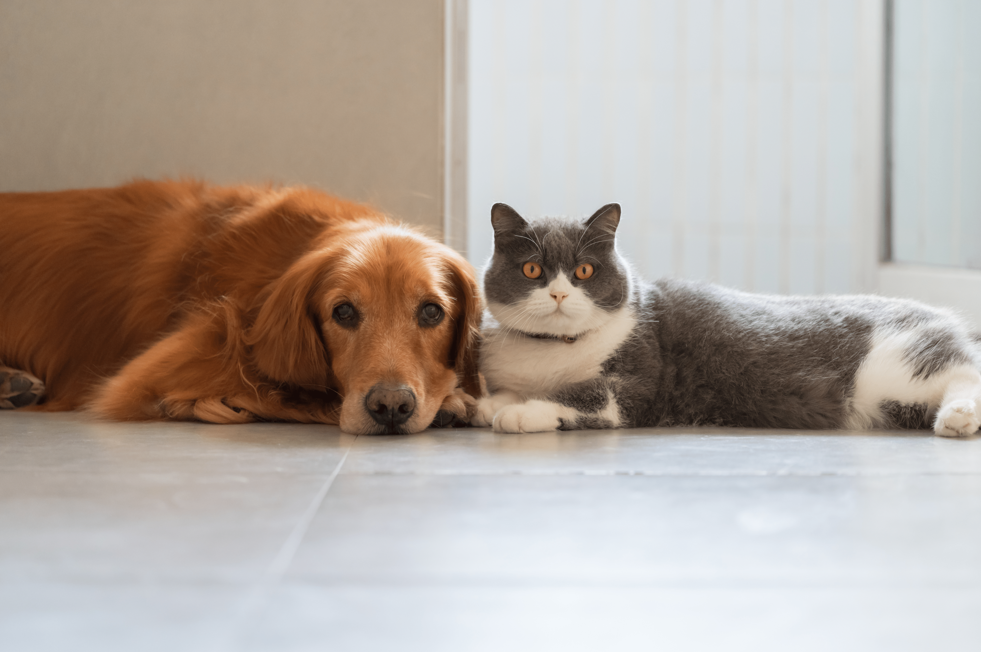 Herzinsuffizienz bei Katzen und Hunden: Symptome und Behandlung - RECOACTIV DE