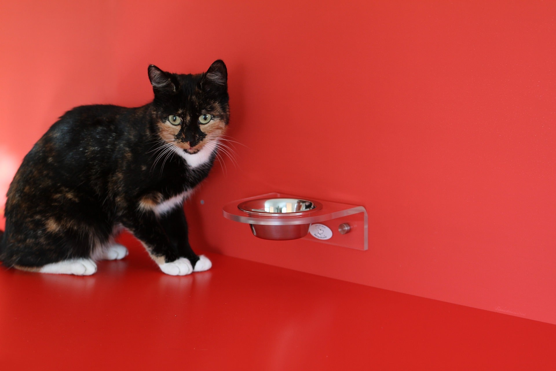 Appetitanreger für die Katze – So frisst die Katze wieder