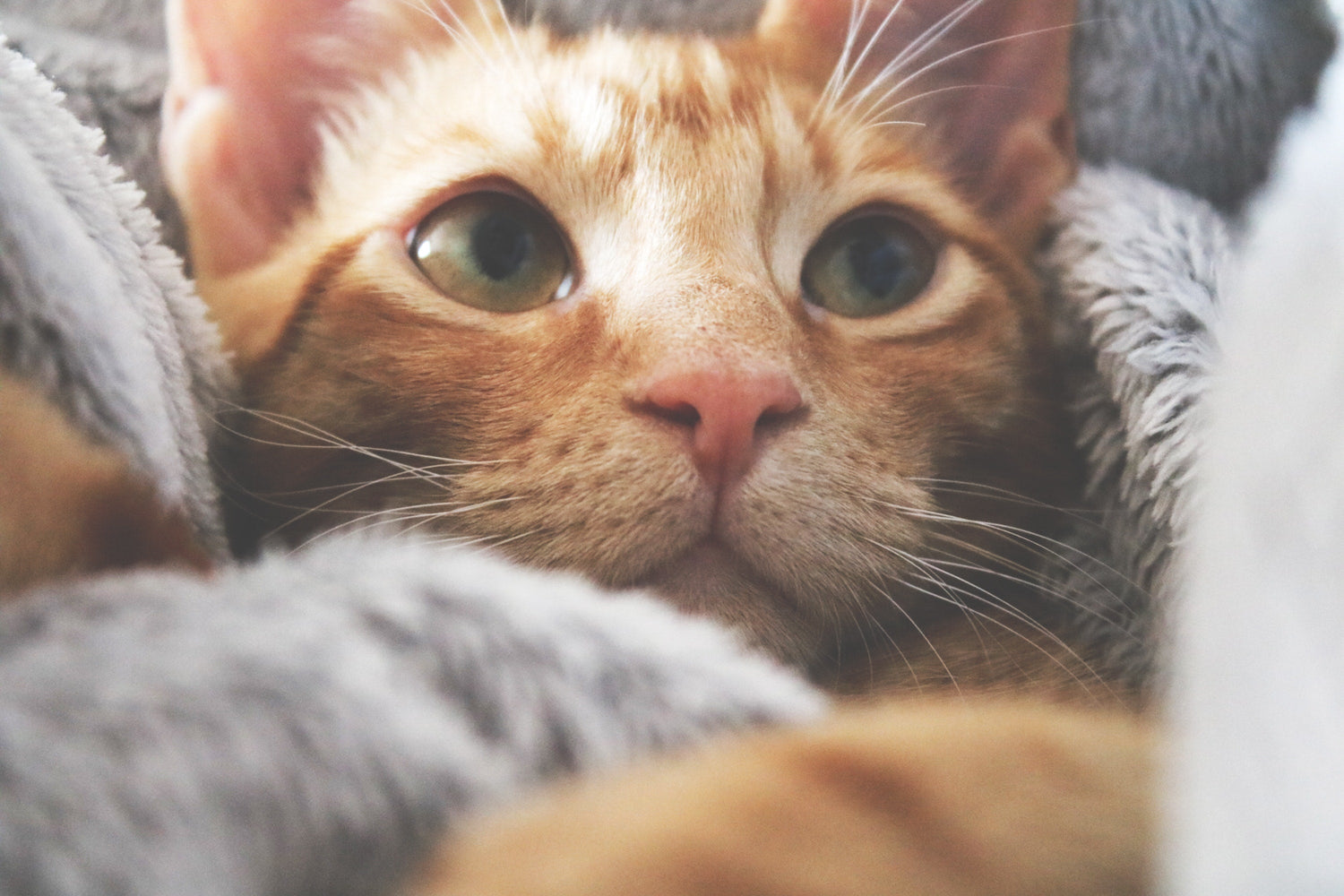Wie du das Immunsystem deiner Katze natürlich stärken kannst
