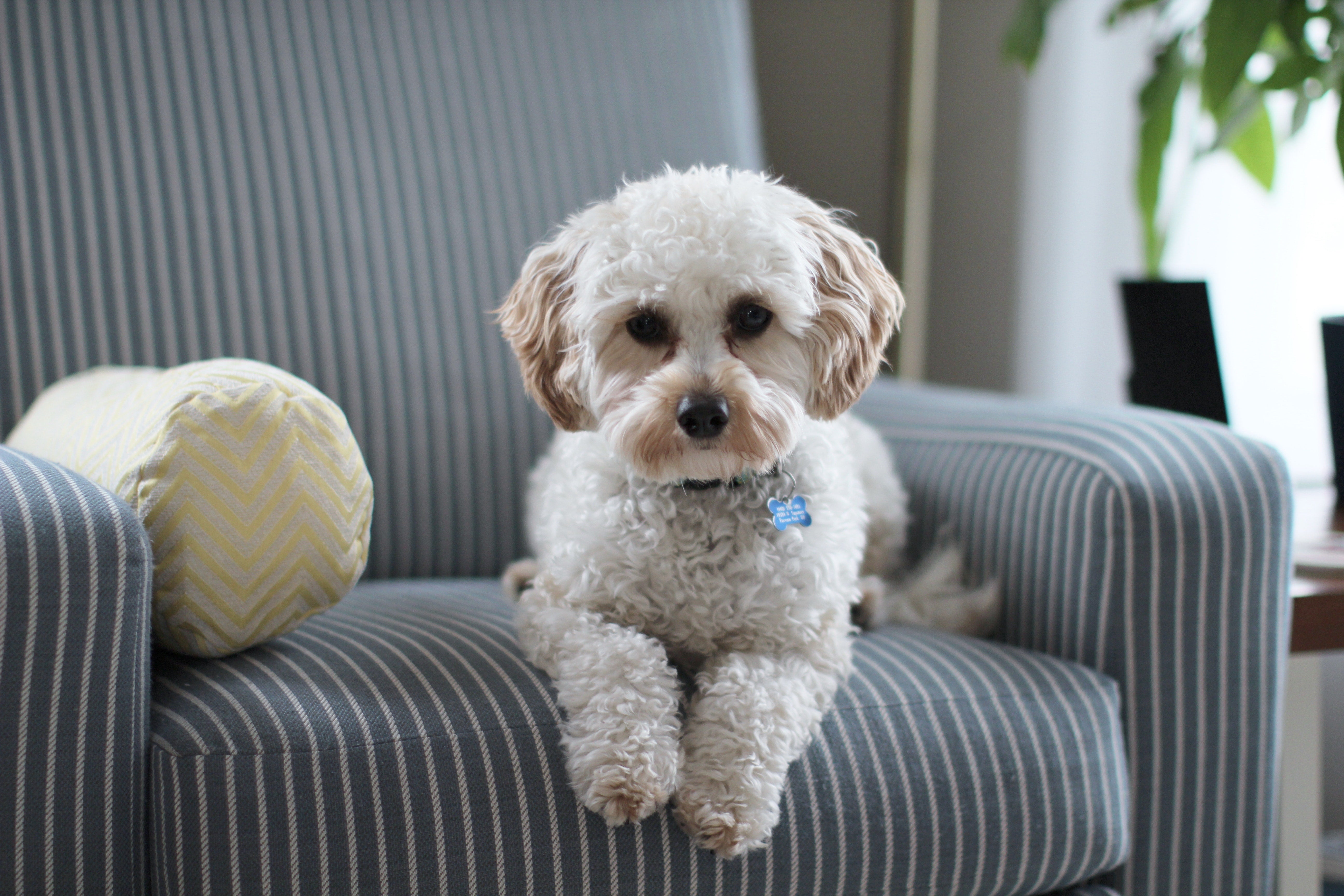 Arthrose beim Hund – was hilft? - RECOACTIV DE