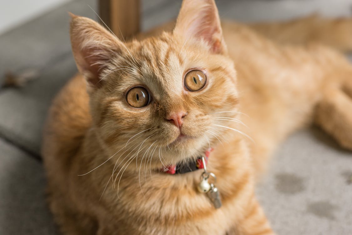 Katze nimmt nicht zu – was kann man tun?
