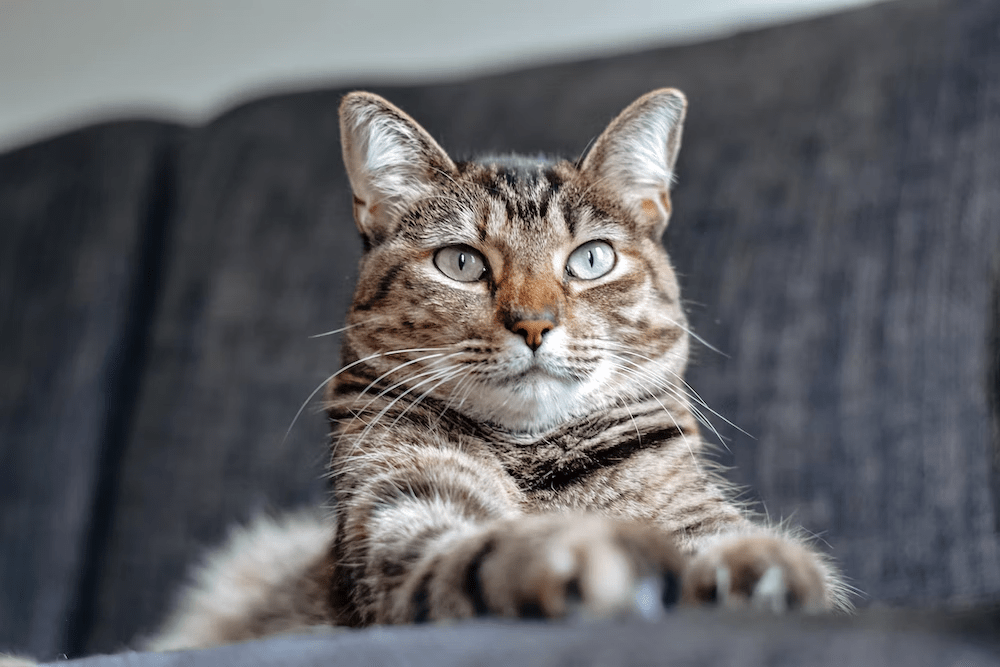 Katze frisst nicht mehr? Ursachen und hilfreiche Tipps zur Lösung! - RECOACTIV DE