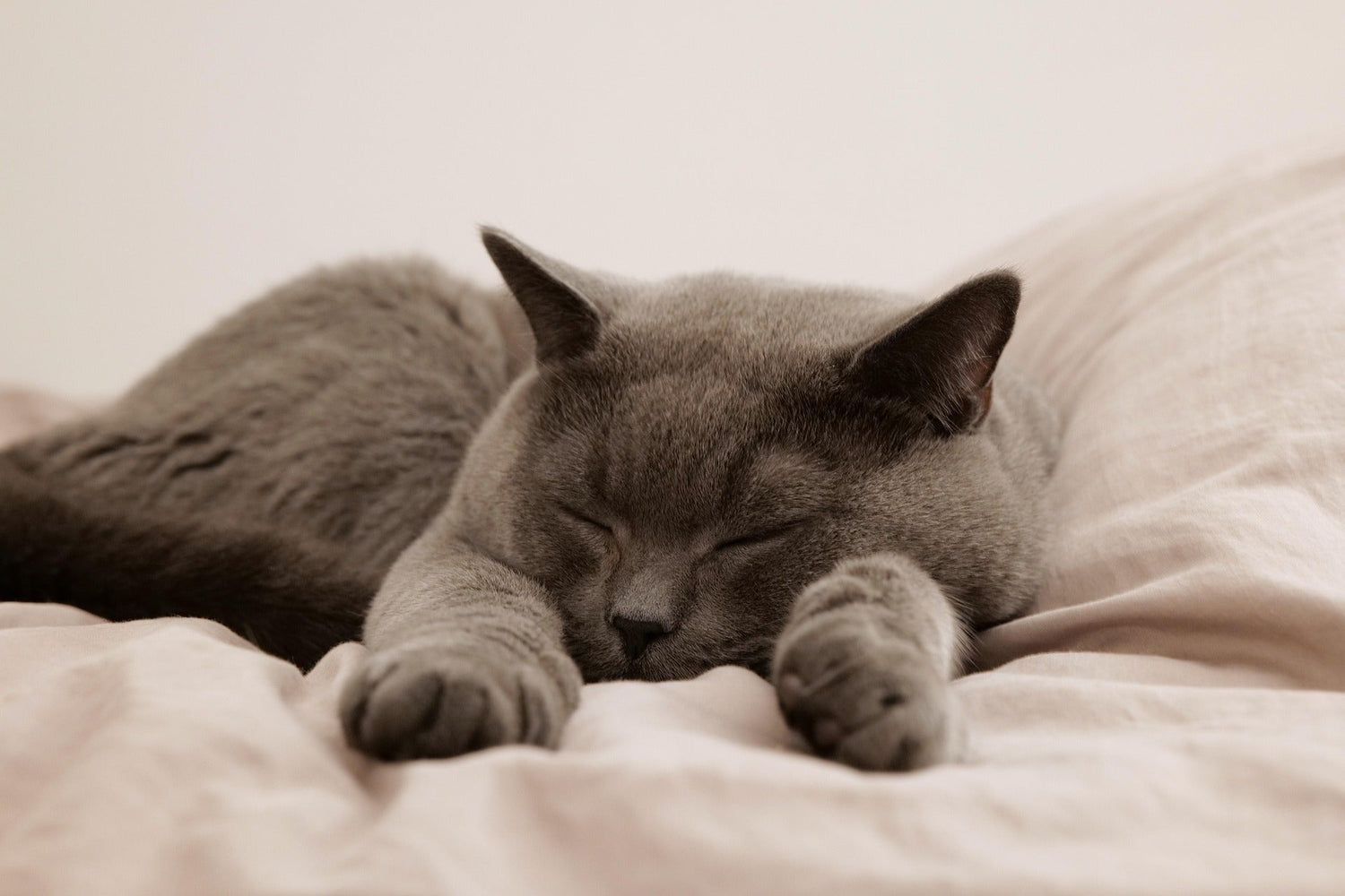 Schonkost für die Katze – Tipps für Katzenhalter