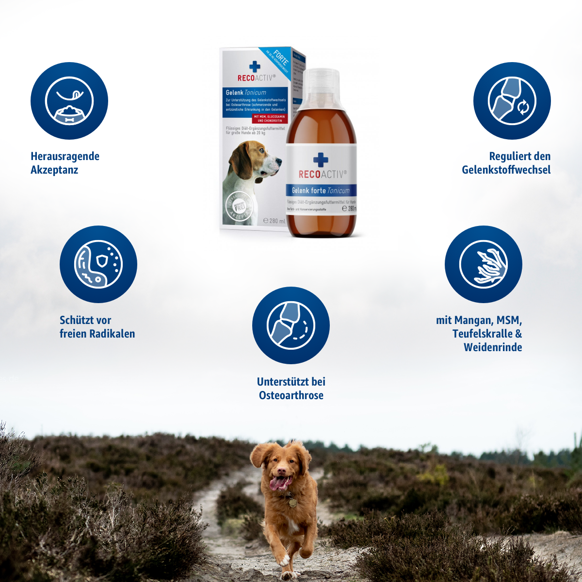 RECOACTIV® Joint Tonicum Forte for dogs with degenerative joint diseases